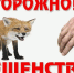 Осторожно, бешенство! - Администрация г. Белово