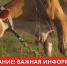 Внимание, это важно знать всем владельцам крупного рогатого скота! - Администрация г. Белово